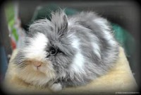 /album/coelhinhosnomundo/a155428-326099290791909-2054684067-n-jpg2/