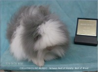 /album/coelhinhosnomundo/a533303-344523025616202-1928929088-n-jpg1/