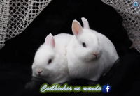 /album/coelhinhosnomundo/a734575-304837356310776-1282718810-n-png/